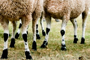 Great Yorkshire Show 2010